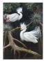 Snowy Egrets Display Their Courtship Plumage In A Mangrove Swamp by National Geographic Society Limited Edition Print