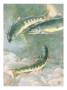 Painting Of A Trio Of Dolly Varden Trout by National Geographic Society Limited Edition Print