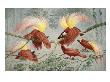 Four Rival Male Greater Birds Of Paradise Vie For Female's Attention by National Geographic Society Limited Edition Print