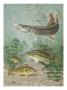 Northern Pike Bites Hook; Black Bass And Yellow Perch Swim Nearby by National Geographic Society Limited Edition Print
