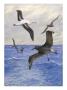 Albatrosses Fly Over Rough Waters Of The Sea by National Geographic Society Limited Edition Print