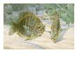 A Pair Of Black Perch Fish Swim Along The Ocean Floor by National Geographic Society Limited Edition Print