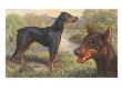 Portrait Of Doberman Pinschers Standing On A Rural Riverbank by National Geographic Society Limited Edition Print
