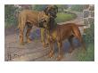 Portrait Of An Old English Mastiff And A Bull Mastiff by National Geographic Society Limited Edition Pricing Art Print