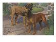 Portrait Of An Old English Mastiff And A Bull Mastiff by National Geographic Society Limited Edition Print