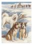 Portrait Of Malamutes With Dog Sled In Background by National Geographic Society Limited Edition Print