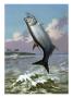 Tarpon Caught On Hook Leaps Out Of Water; Fishing Boat Floats Nearby by National Geographic Society Limited Edition Print