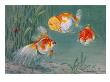 Two Lionheads And A Scaled Veiltail Telescope Swim Together by National Geographic Society Limited Edition Print