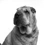 Shar-Pei by Brian Summers Limited Edition Print