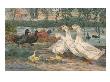 A Painting Of Black East India Ducks And Pekin Ducks by Hashime Murayama Limited Edition Pricing Art Print