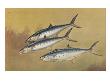 Painting Of Two Kingfish Swimming Alongside A Spanish Mackerel. by National Geographic Society Limited Edition Print