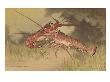 Painting Of Two Dueling Crayfish. by National Geographic Society Limited Edition Print
