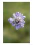 Field Scabious, Close Up Of Flower by Kidd Geoff Limited Edition Print