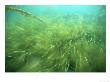 Seagrass, Papa Westray, N. Scotland, Uk by Paul Kay Limited Edition Print