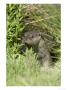 European Otter, Approaching Through Water-Side Vegetation, Sussex, Uk by Elliott Neep Limited Edition Print