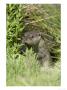 European Otter, Approaching Through Water-Side Vegetation, Sussex, Uk by Elliott Neep Limited Edition Pricing Art Print