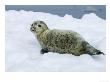 Harbor Seal, Young Seal Lying In Snow, Japan by Roy Toft Limited Edition Print