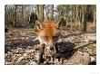 Red Fox, Close Up Wide Angle View Of Young Male Fox, Lancashire, Uk by Elliott Neep Limited Edition Print