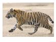 Bengal Tiger, Male Tiger Running, Madhya Pradesh, India by Elliott Neep Limited Edition Print