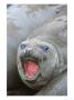 Southern Elephant Seal, Young Bull Wallowing, Campbell Island by Mark Jones Limited Edition Print