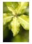 Pittosporum Tenuifolium Abbotsbury Gold by Kidd Geoff Limited Edition Print