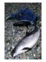 Common Porpoise, Adult And Juvenile Dead On Beach, North Wales, Uk by Paul Kay Limited Edition Print