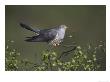 Cuckoo, Male Perched On Silver Birchsapling, Uk by Mark Hamblin Limited Edition Print