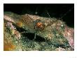 Northern Prawn, Sound Of Mull, Scotland by Paul Kay Limited Edition Print