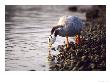 Bar-Headed Goose, Wild, Alsace, France by Philippe Henry Limited Edition Print