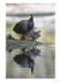 Giant Coot, With Chicks On Floating Nest, Lauca National Park, Chile by Mark Jones Limited Edition Print