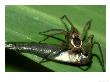 6 Spotted Fishing Spider, With Minnow Prey, Usa by Brian Kenney Limited Edition Print