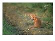 Red Fox Cub Sitting Near Earth In Evening Light, Derbyshire, Uk by Mark Hamblin Limited Edition Print