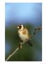 Goldfinch, Carduelis Carduelis Perched On Small Branch Uk by Mark Hamblin Limited Edition Print