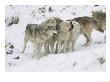 Wolf, Pack Interacting, Scotland by Mark Hamblin Limited Edition Print
