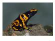 Yellow & Black Poison Arrow Frog, Dendrobates Leucomelas by Brian Kenney Limited Edition Print