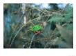 Grass Green Tanager, Mindo Valley, Ecuador by Mark Jones Limited Edition Print