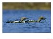 Black-Throated Diver, Pair Calling, Norway by Mark Hamblin Limited Edition Print