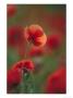 Common Poppy, Close-Up Of Flowers In Field, Uk by Mark Hamblin Limited Edition Pricing Art Print