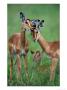 Impala, Juveniles Grooming Each Other, Malamala Game Reserve, South Africa by Roger De La Harpe Limited Edition Print