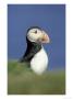 Atlantic Puffin, Fratercula Arctica Close-Up Portrait Of Adult Inner Hebrides, Scotland by Mark Hamblin Limited Edition Print