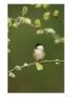 Willow Tit, Parus Montanus Perched On Pussy Willow, Uk by Mark Hamblin Limited Edition Print