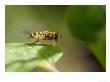Marmalade Fly On Edge Of Garden Clematis Leaf, Middlesex, Uk by Elliott Neep Limited Edition Print