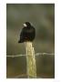Rook, Corvus Frugilegus Adult Perched On Fence Post Feb, Scotland by Mark Hamblin Limited Edition Pricing Art Print