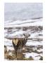 Highland Red Deer, Hind Looking Over Shoulder In Snowy Grass, The Highlands, Scotland by Elliott Neep Limited Edition Print