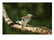 Jay, Garrulus Glandarius Perched With Acorn In Beak Yorkshire by Mark Hamblin Limited Edition Print