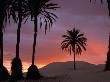 Palm Trees And Sand Dunes At Dawn, Douz, Tunisia by Wayne Walton Limited Edition Print