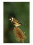 Goldfinch, Carduelis Carduelis Feeding From Teasel Head Uk by Mark Hamblin Limited Edition Print