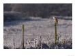 Barn Owl, Perched On Fence Post, Lancashire, Uk by Elliott Neep Limited Edition Print