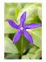 Greater Periwinkle, Vinca Major Variety Oxyloba by Geoff Kidd Limited Edition Print