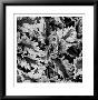 Ferns by Michael Joseph Limited Edition Print